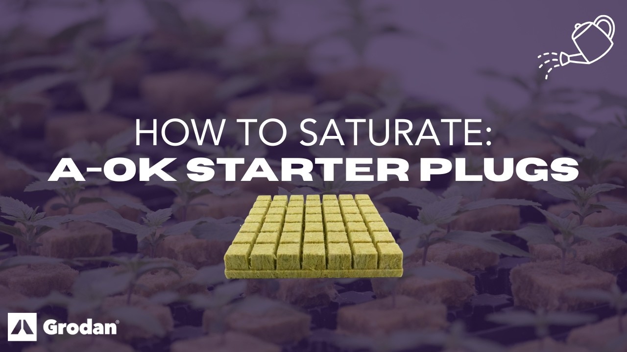 How to Saturate Grodan A-OK Starter Plugs