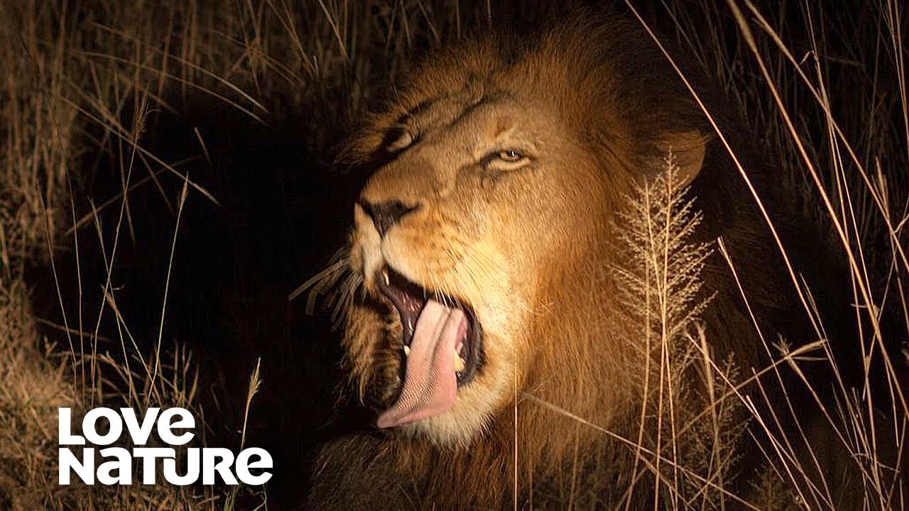 Nomad Lions Hunt By Night | Love Nature
