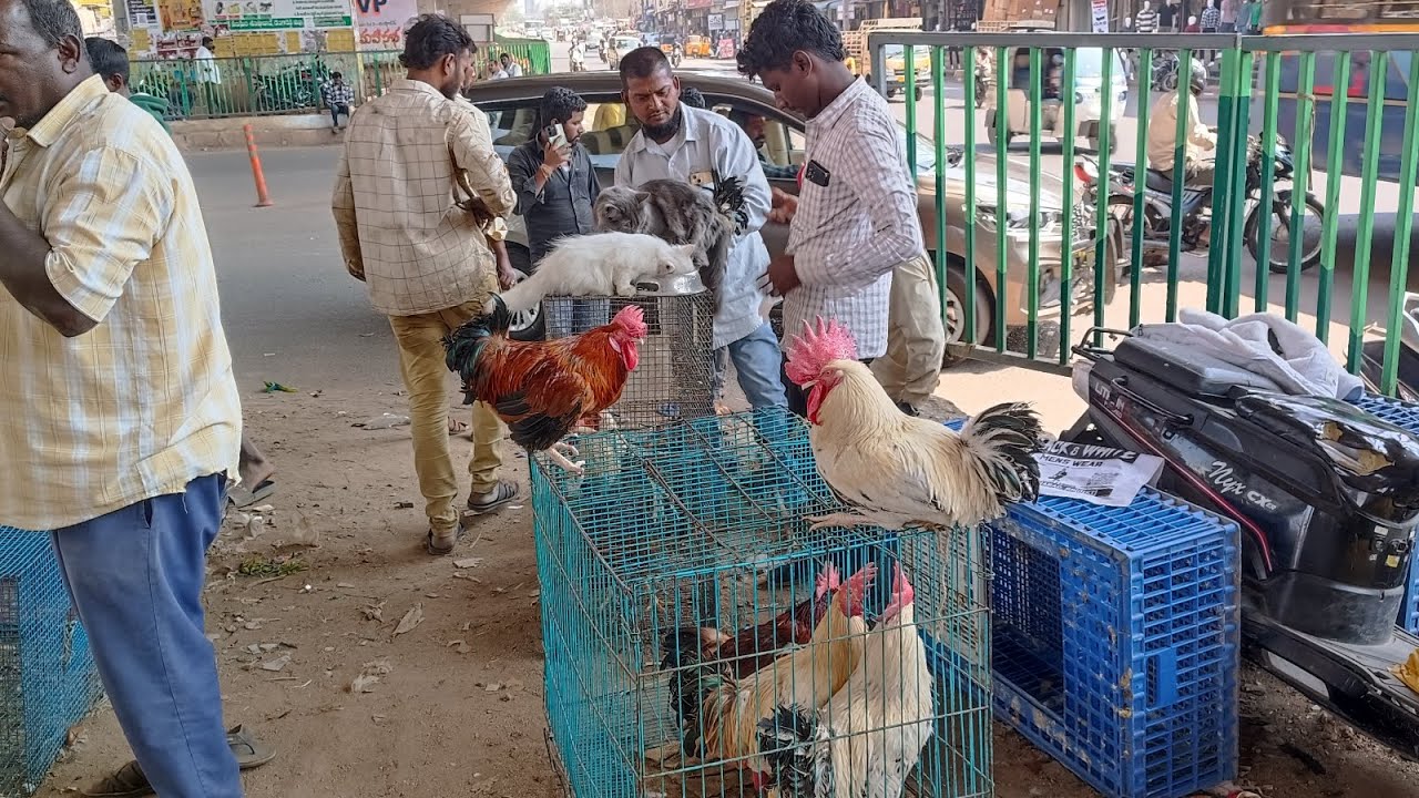 Shamshabad Thursday pets and bird market Hyderabad Telangana 12/2/2026