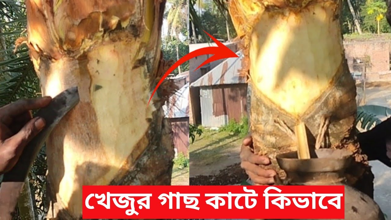 খেজুর গাছ কাটে কিভাবে রস বের করতে হই দেখুন |খেজুর গাছ কাটার পদ্ধতি  খেজুর গাছের রস কাটার নিয়োম