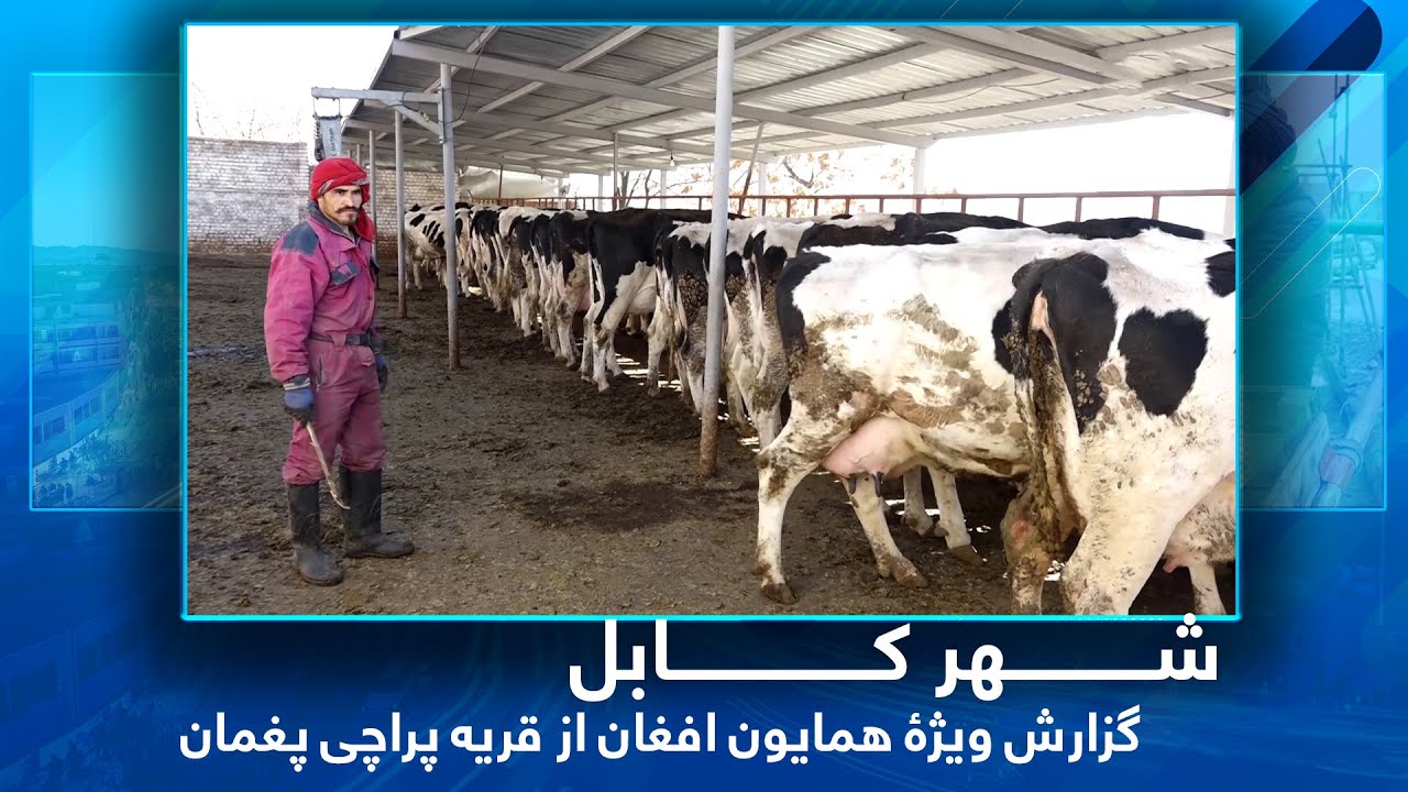 #HamayonAfghan report from Parachi Village - Paghman / گزارش ویژۀ همایون افغان از قریه پراچی پغمان