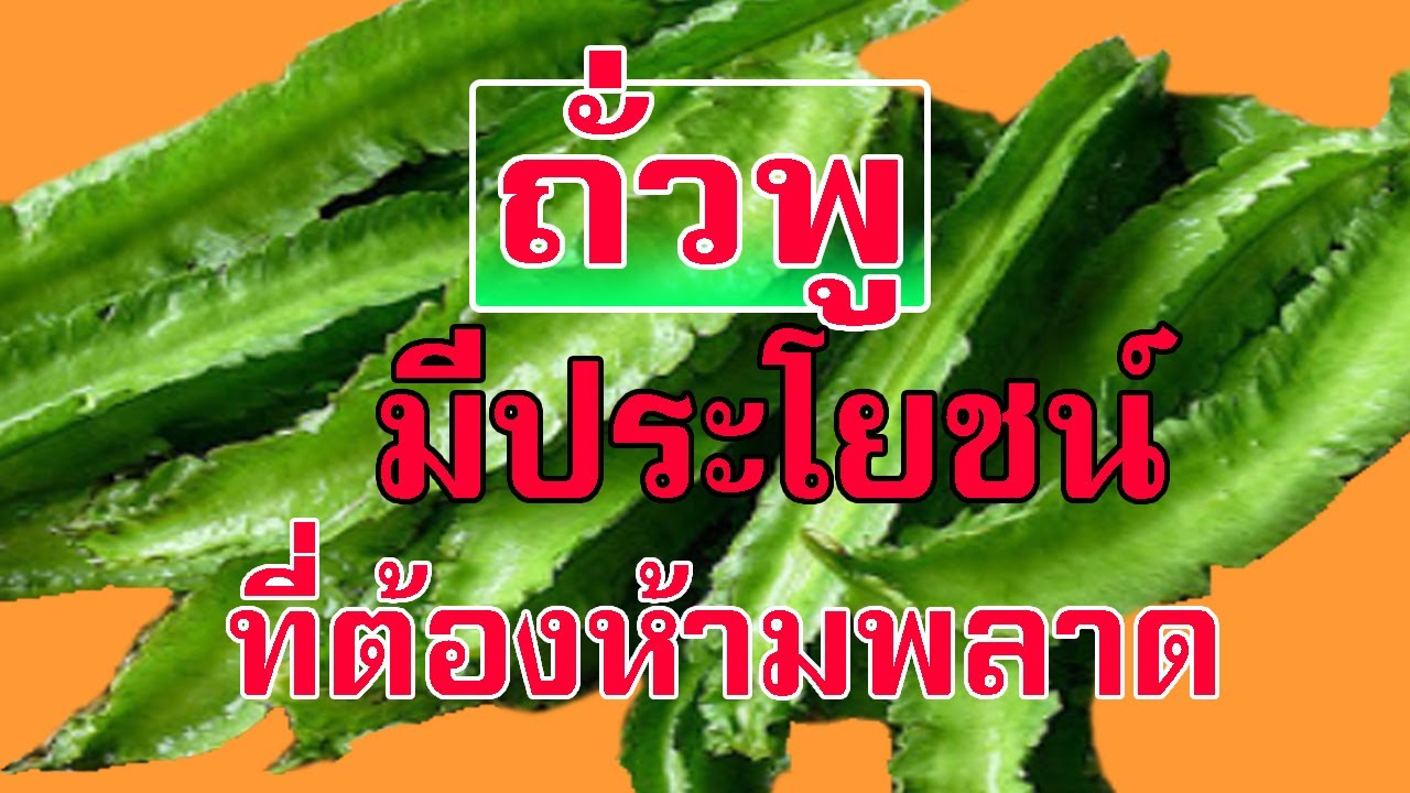 ประโยชน์ 11 ข้อของถั่วพู ที่คุณอาจไม่เคยรู้มาก่อน