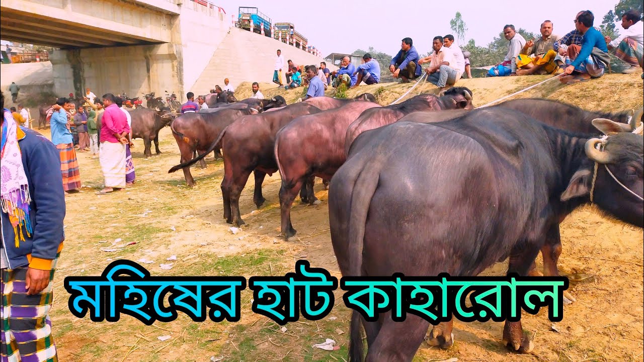 মহিষের জন্য বিখ্যাত কাহারোল হাট দিনাজপুর|বাজার দর