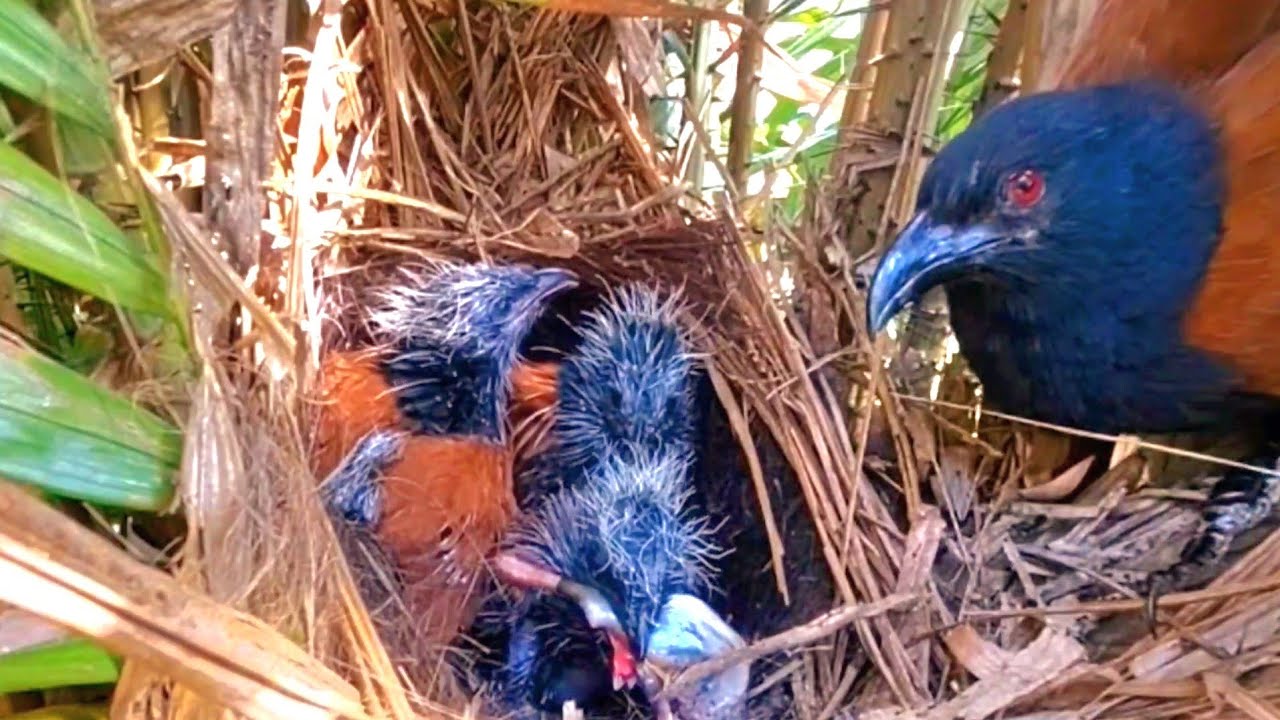 TINGKAH MENJENGKELKAN PARA BABY BURUNG BUBUT TERHADAP MAKANAN BESAR