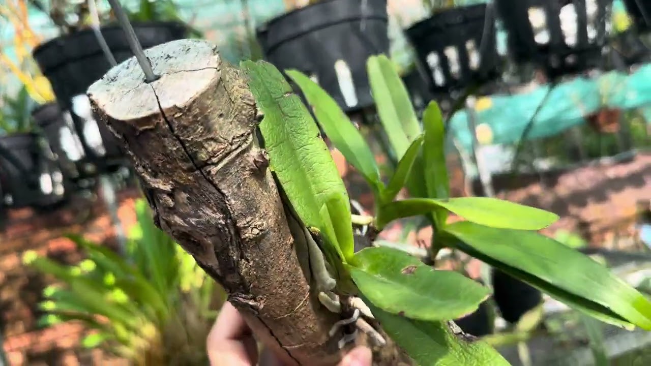 Lan thuần giá rẻ bao ship 15/03/2026 LH:0766837646