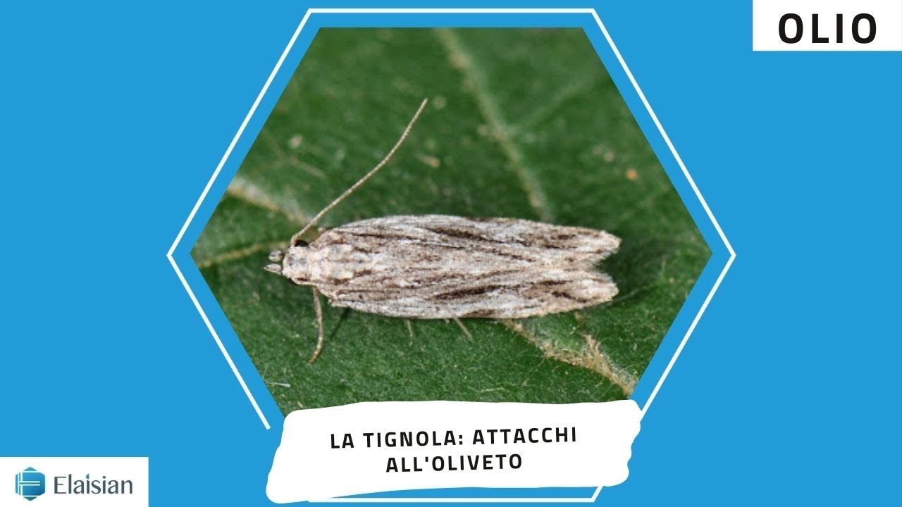 La tignola: attacchi all'oliveto