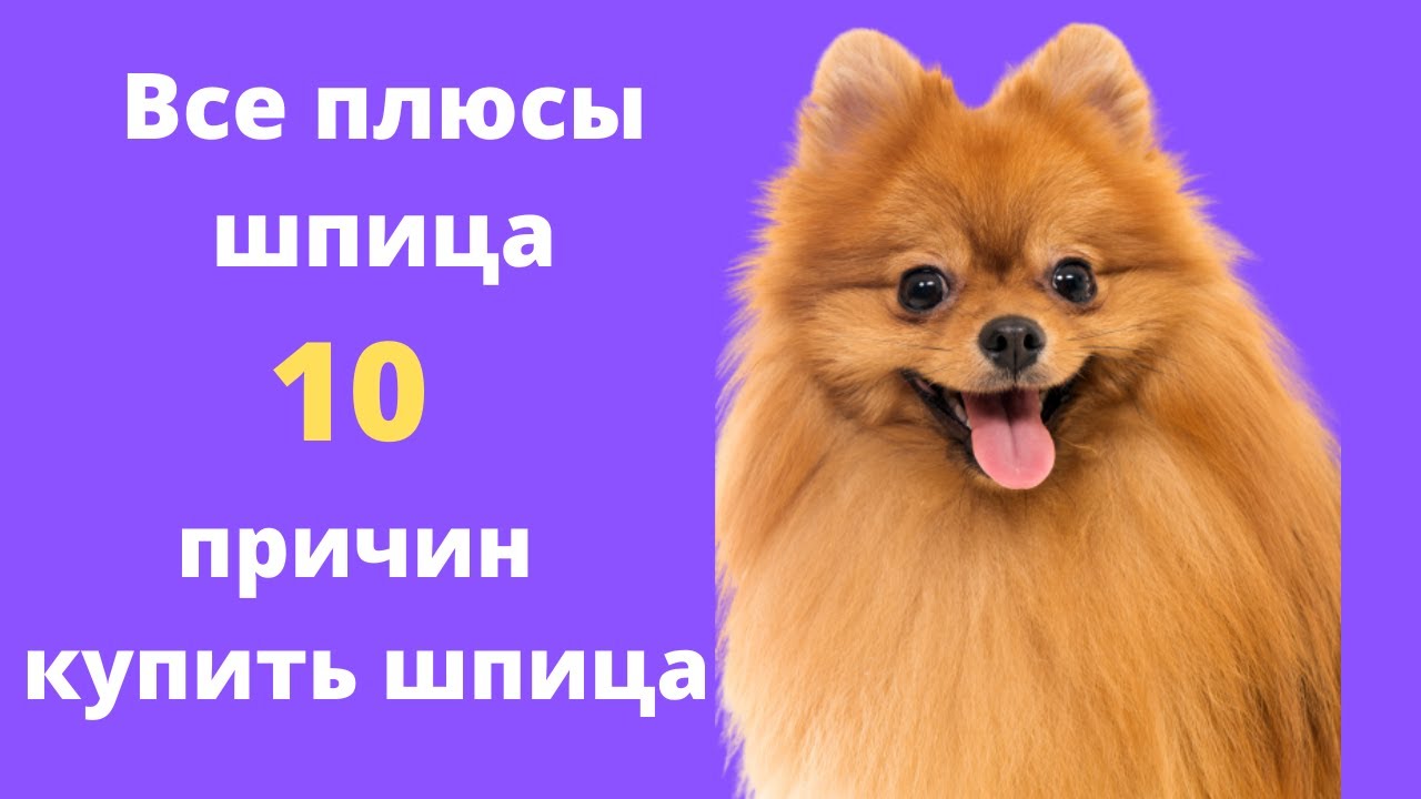 10 причин купить шпица. Интересные факты