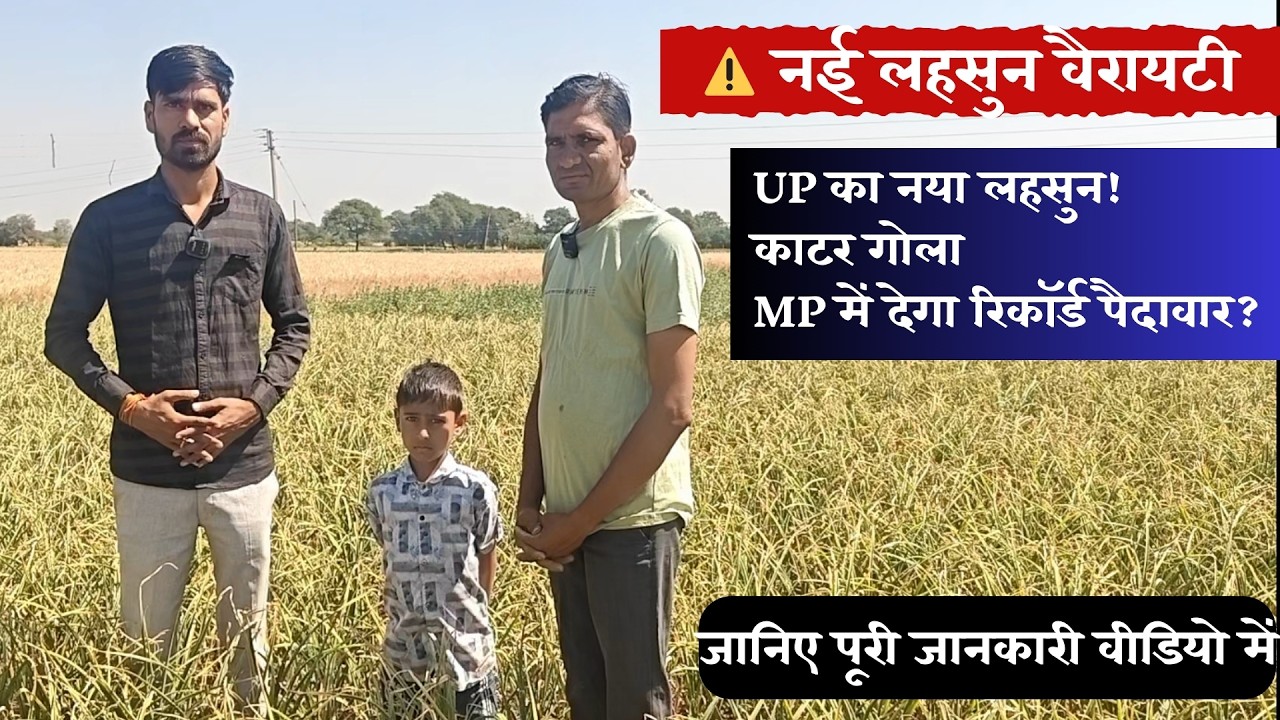 काटर गोला लहसुन की खेती कैसे करें | A-to-Z जानकारी | UP का काटर गोला लहसुन MP में कितना सफल?