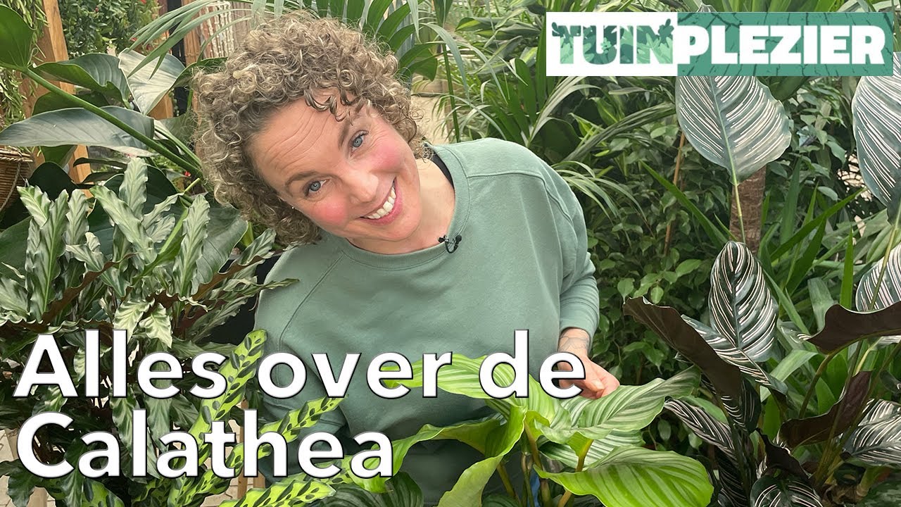 Alles over de Calathea | TUINPLEZIER