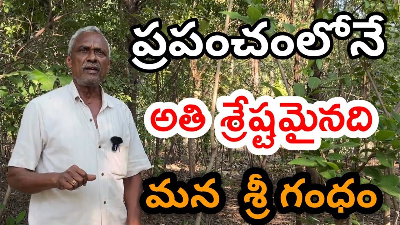  శ్రీగంధం సాగు | sandalwood Farming | srigandham sagu telugu | sri gandham framing | 94400 16995 |
