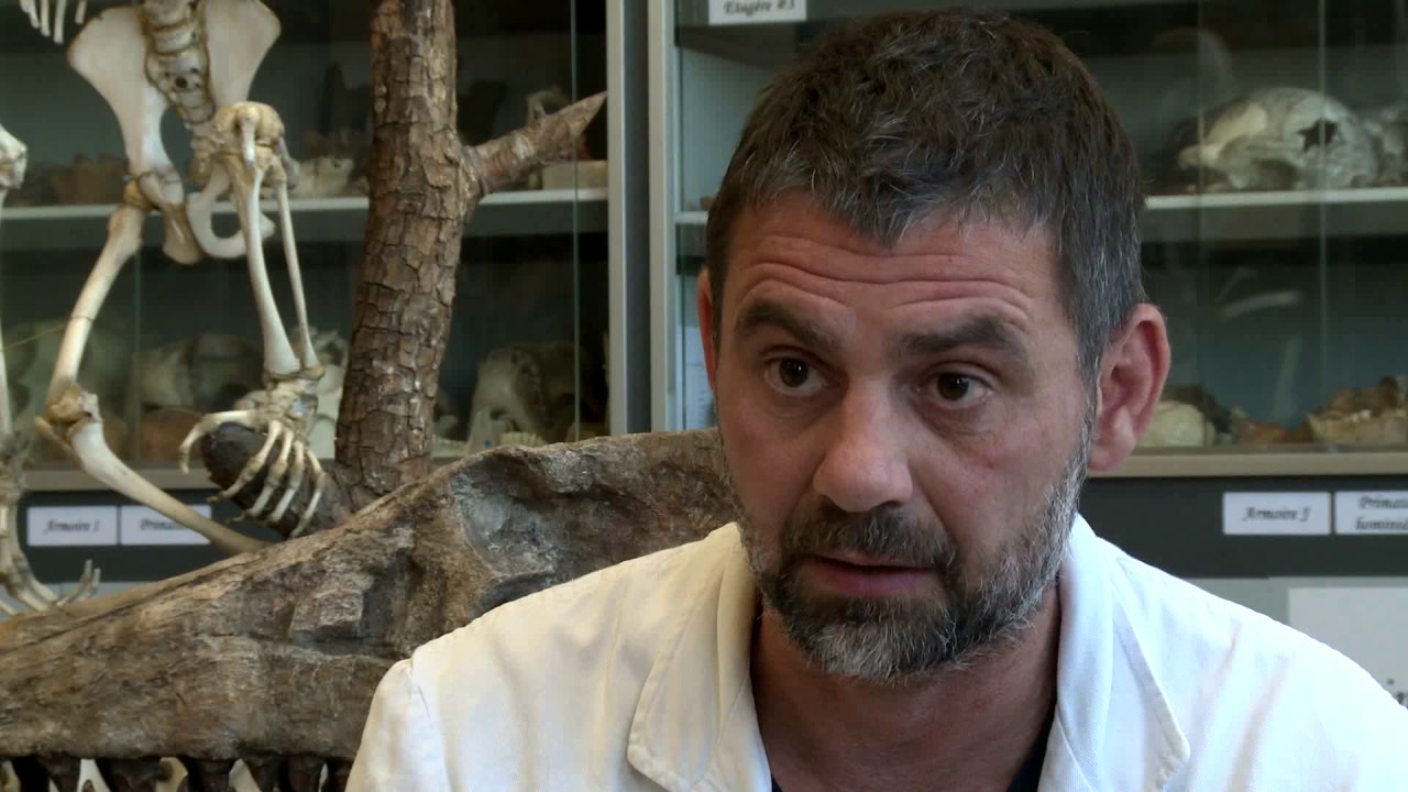 Xavier, mouleur, préparateur de fossiles