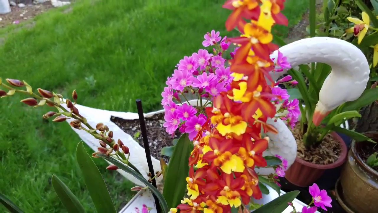 Orquídeas Tolumnias imitándoles su 
