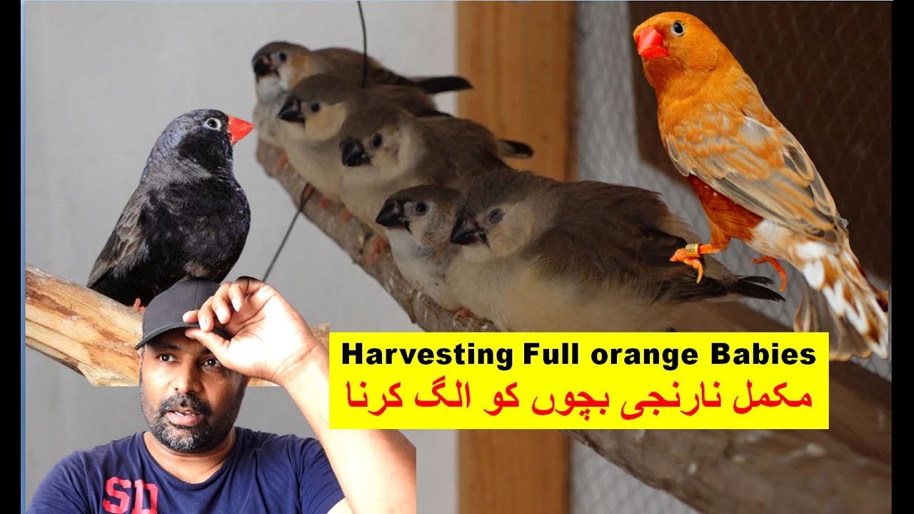 Zebra Full orange finch bird Harvesting Mutation babies wow very cute babies  | Finches  | Pet Bird