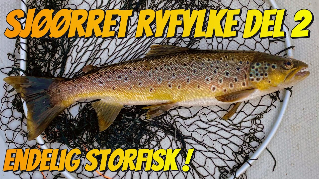 Sjøørret i Ryfylke - Del 2 - Endelig fant jeg storfiskene 😊 - 2023