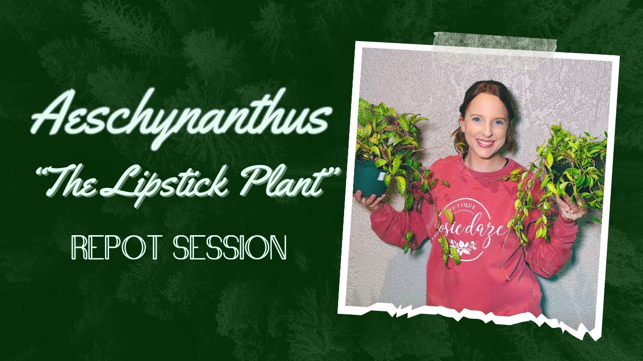 Aeschynanthus 