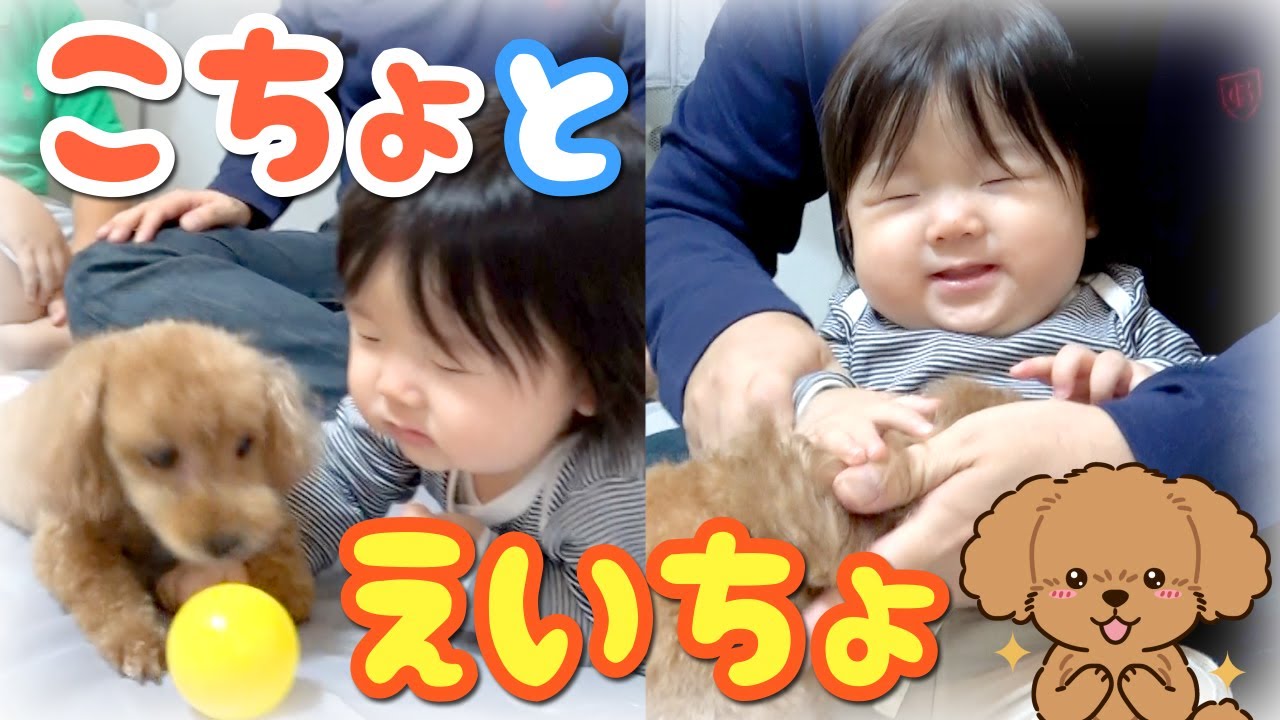 ◆【初めてのわんちゃん】こちょとえいちょ遊んだよ♪トリミングしました！◆