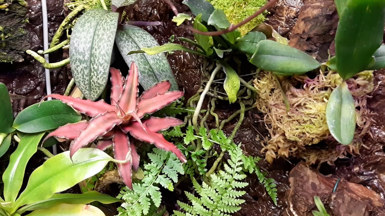 Orchidarium 2019.7.18.