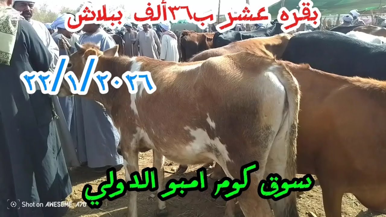 #انخفاض اسعارالبقر العشر داخل سوق كوم امبو ٢٢/١