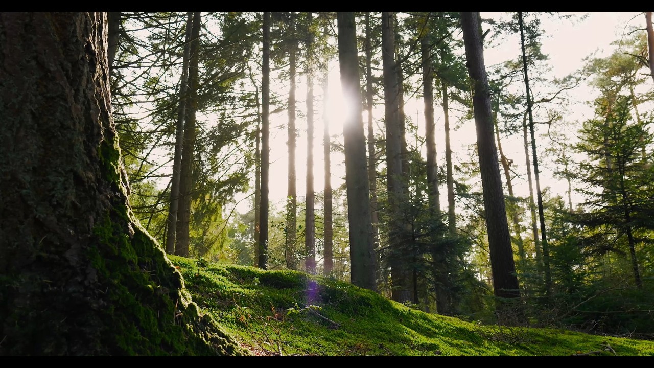 «Forest Whispers High Frequency Nature Sanctuary»