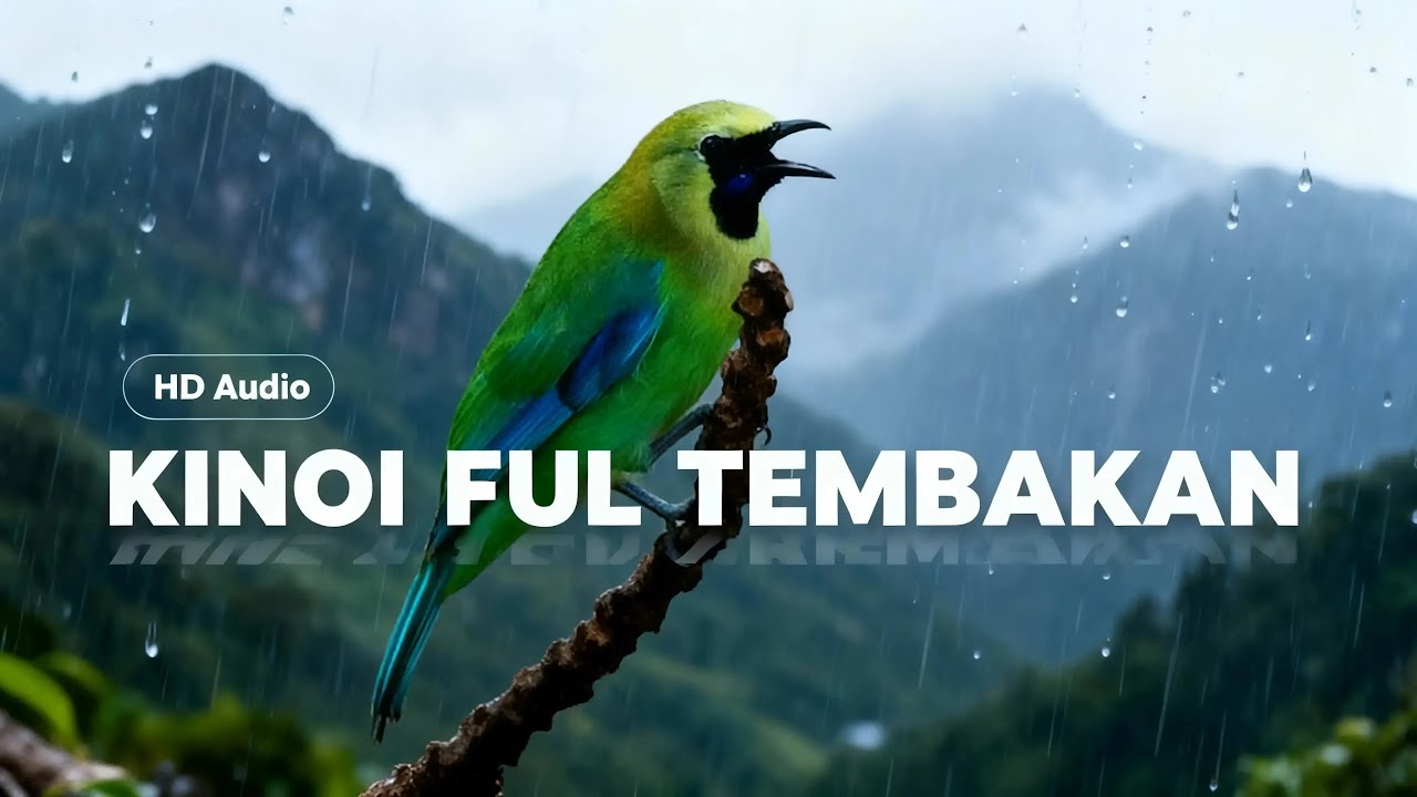 Live Konin Gacor: Pancingan Ampuh Biar Mental Langsung Naik!