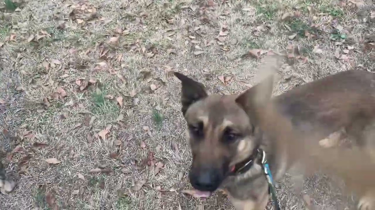 Ryder: flexi recall, play, obedience (pt 1) 
