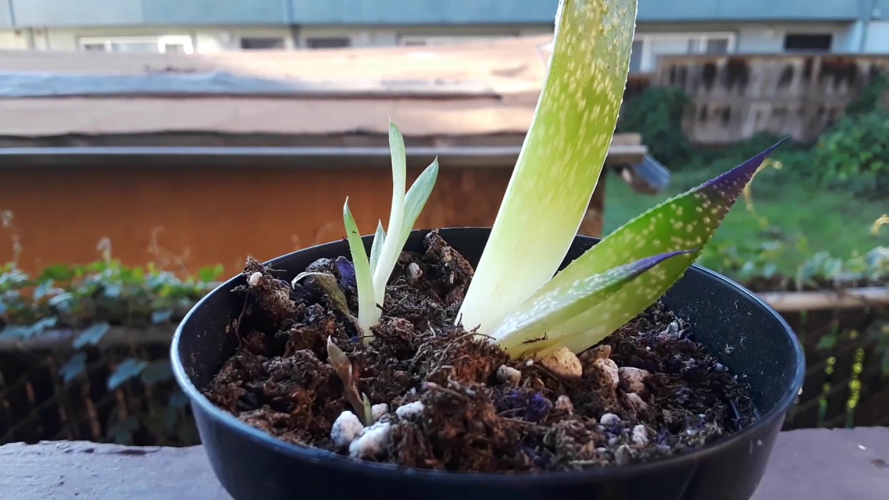 Cactus almost fail