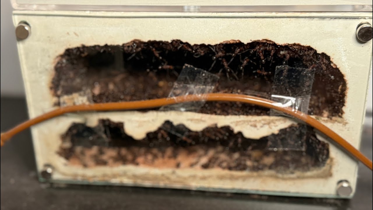 My ants are always more active on Fridays!!