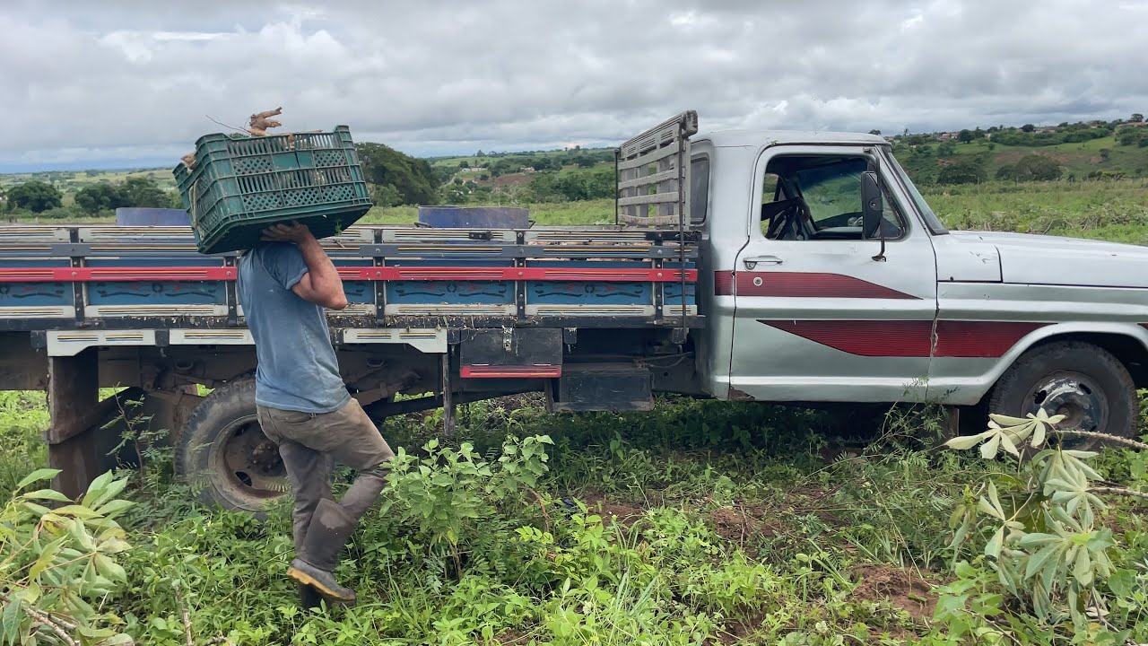 F400 pegando mandioca na ro&ccedil;a para fazer farinha para o  pir&atilde;o do peixe da semana santa