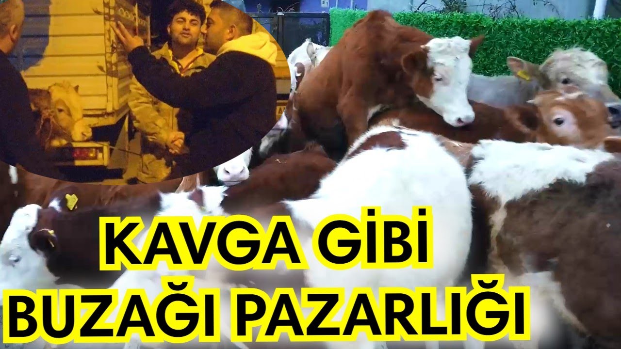 Buzağı Pazarlığının Ustası Kim ? Alıcımı ? Satıcımı ?