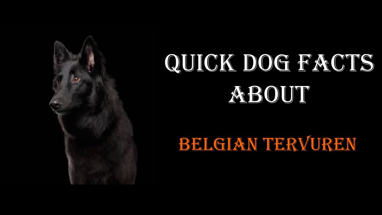 Quick Dog Facts About The Belgian Tervuren!
