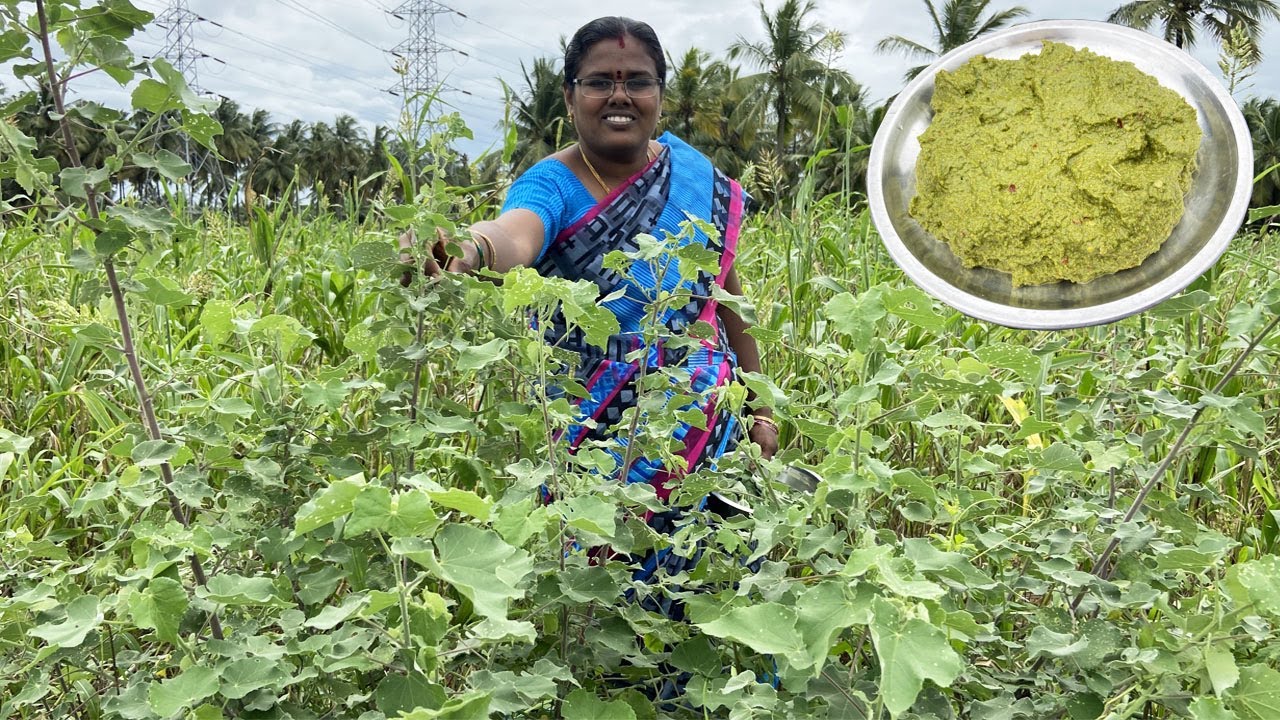 நீங்கள் கேட்ட  துத்திகீரை செடி இது தான் / துத்திகீரை சட்னி செய்முறை / Thuthikeerai Chutney recipe