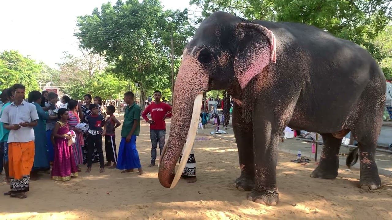 කතරගම දි හමුවුණු සිංහ රාජා | අම්මෝ තියන අඩම්බරේ 🥰❤️