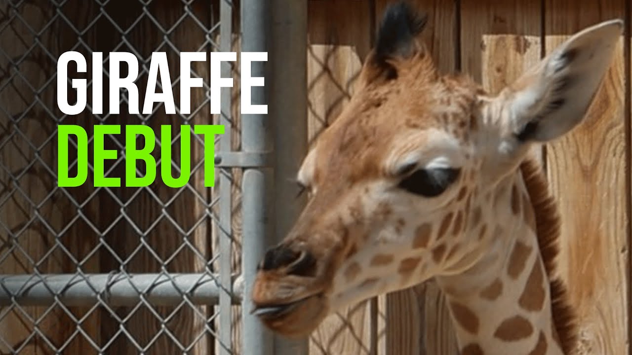 Giraffe Calf Debuts And Zooms!