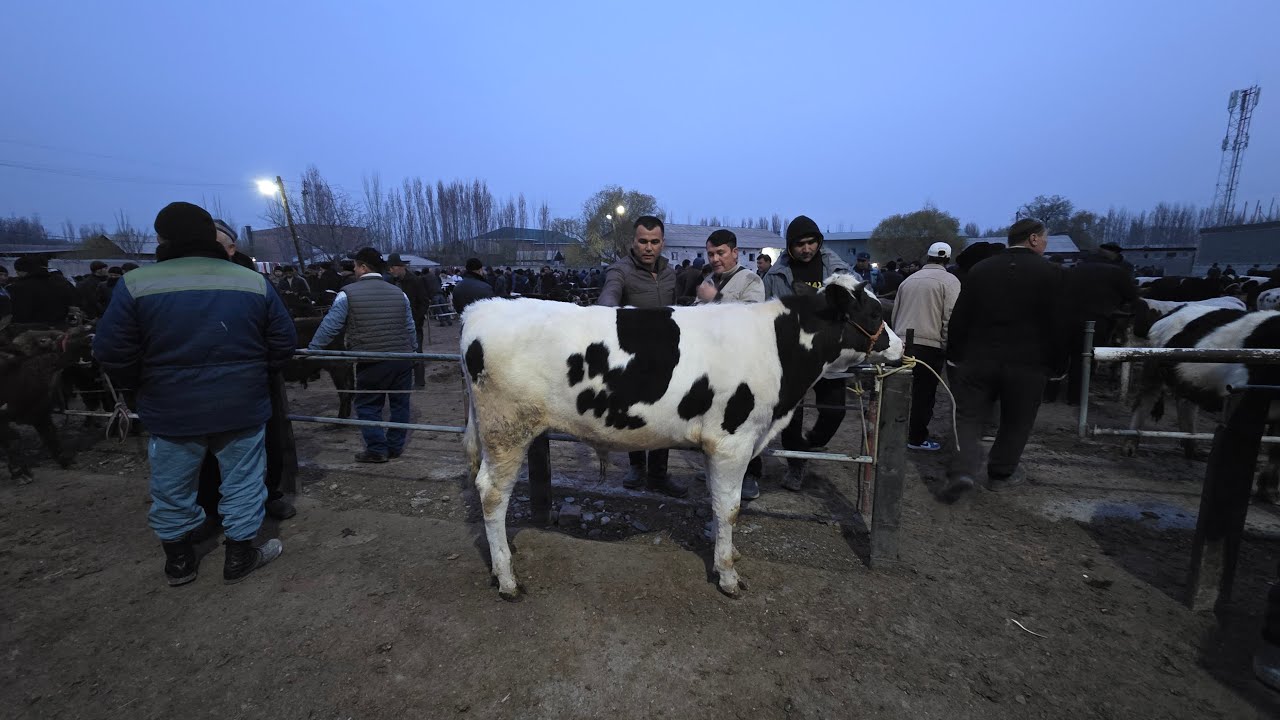 FARGʻONA ⛳️ YANGIQOʻRGʻON 👍 DANGAL SAVDO в прямом эфире! #dangalsavdo #molbozor #cow #chorva #mol