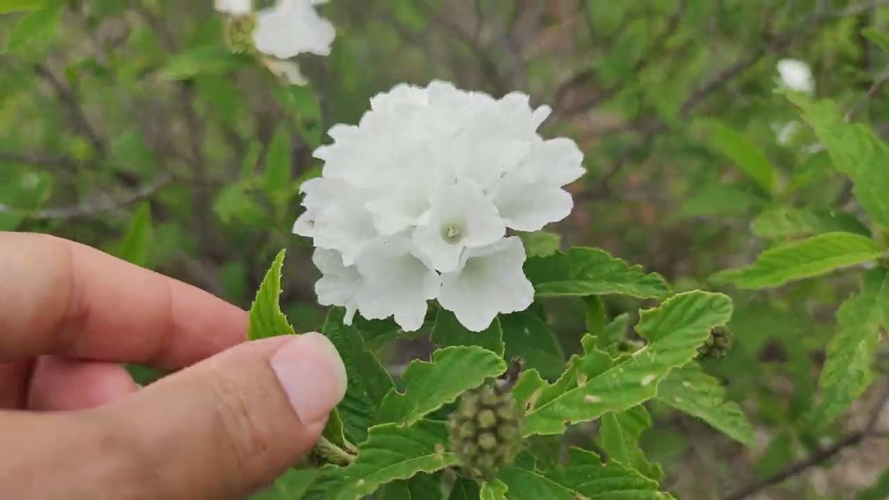 Moleque Duro A Planta