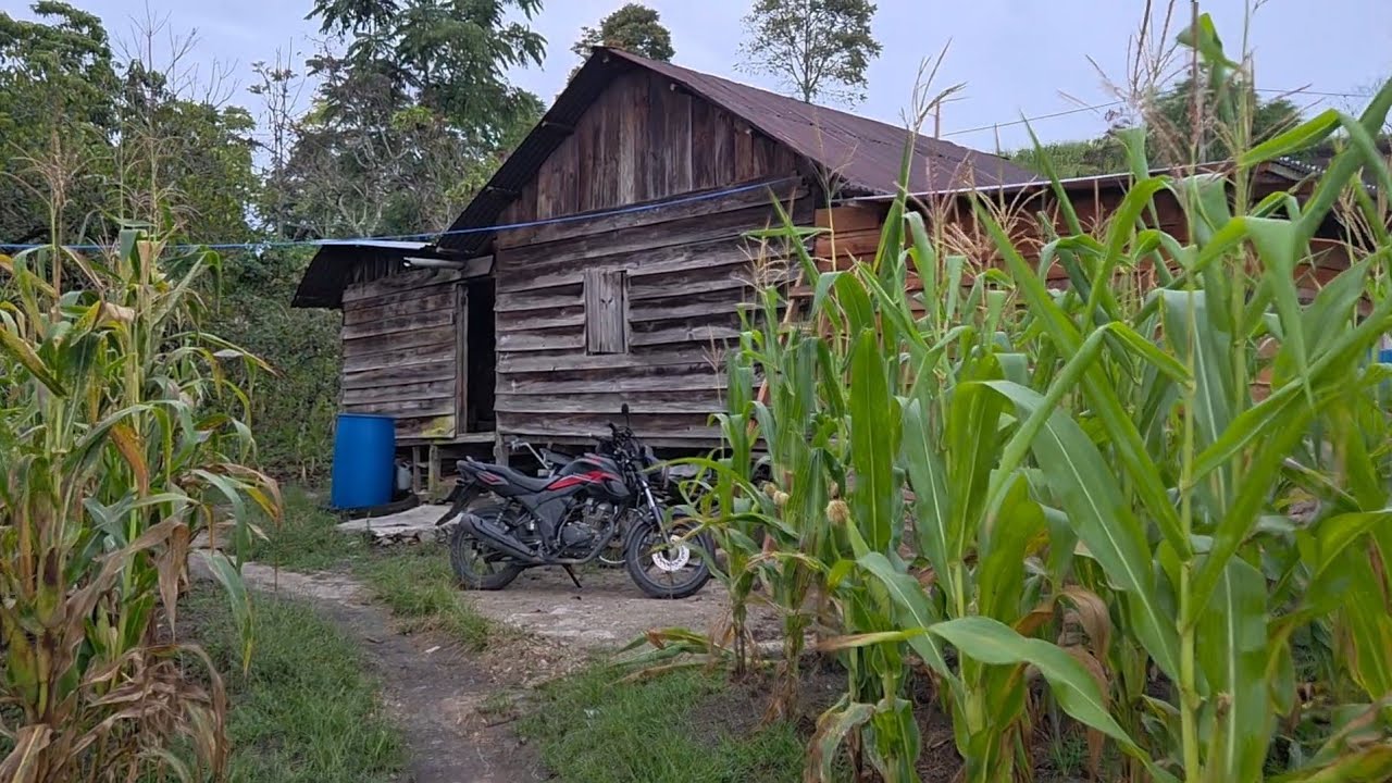 Suasana pagi hari dusun Situnggung‼️kampung pegunungan yang sangat dingin dan sunyi