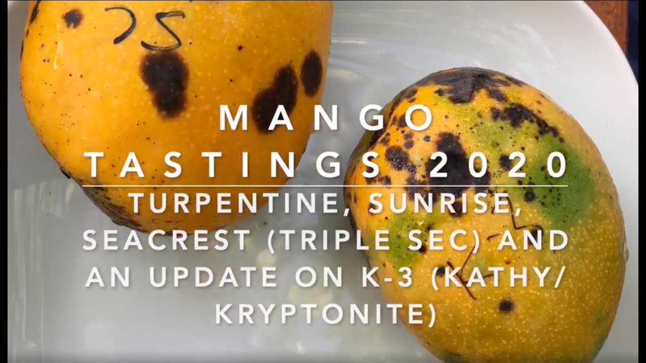 Florida Mango Tasting 2020: Turpentine, Seacrest/Triple Sec, Sunrise  &  Kathy/Kryptonite Mangoes