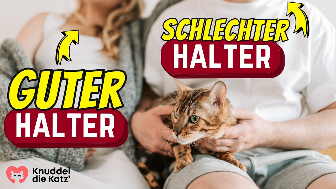 Guter oder schlechter Katzenhalter? DAS entscheidet!