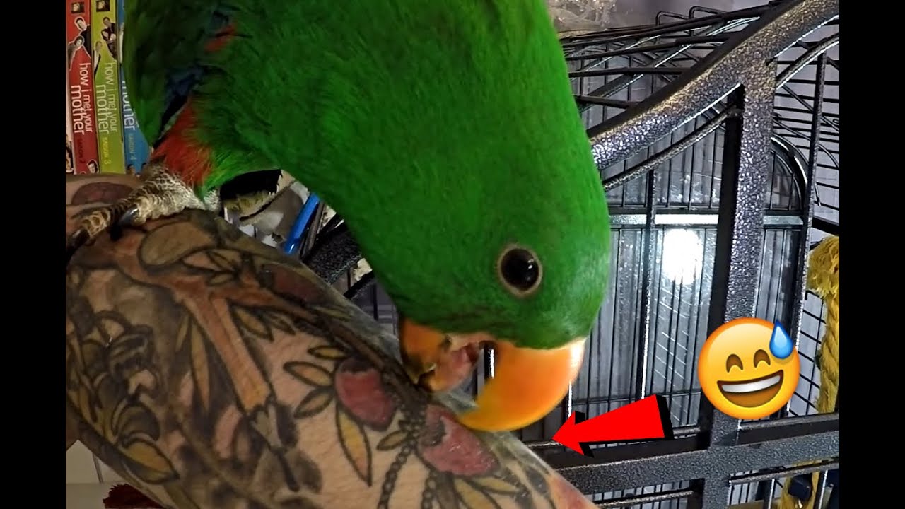 Mon perroquet veut mordre les fruits du tattoo ^^'