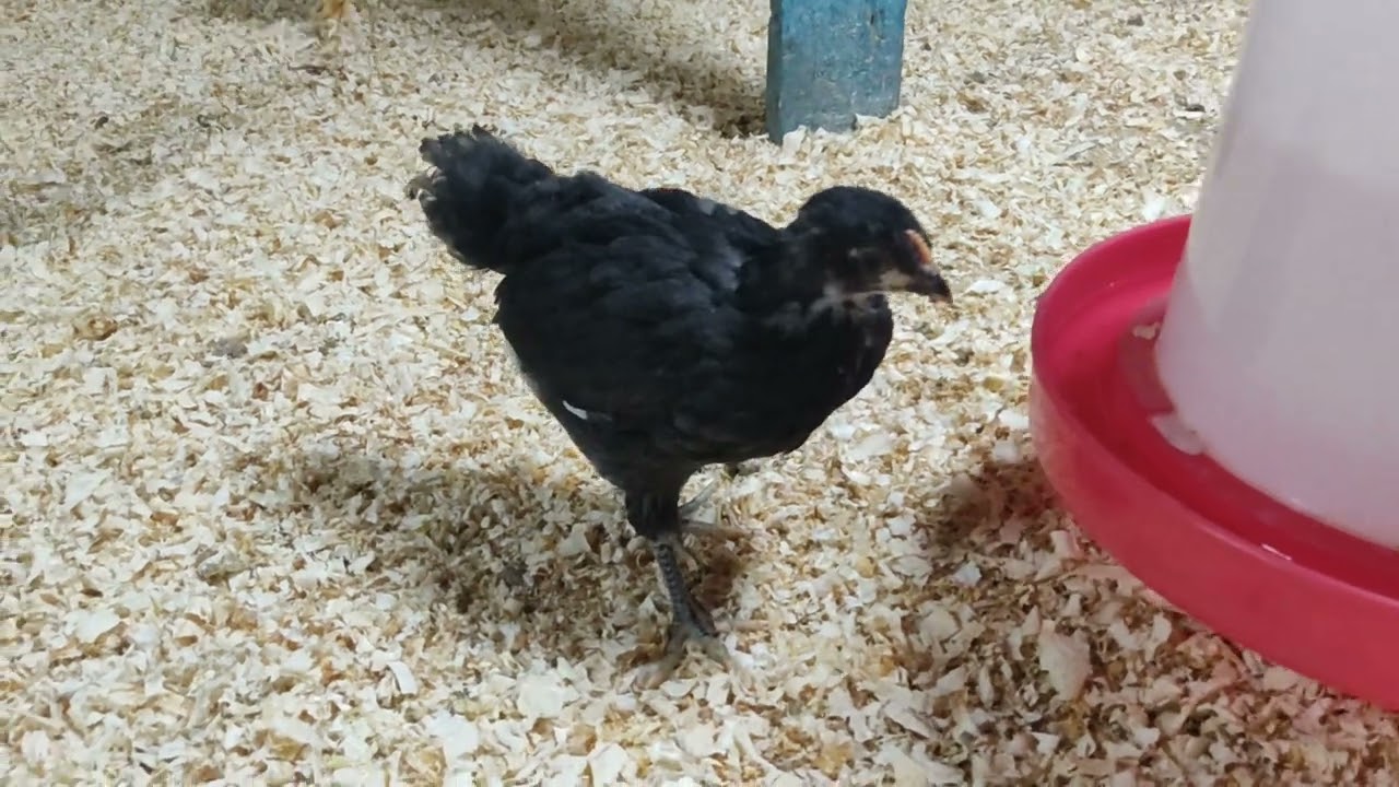 Cücələrə qulluq qaydaları və sürətli inkişaf