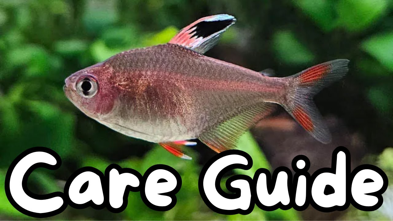Rosy Tetra Care Guide