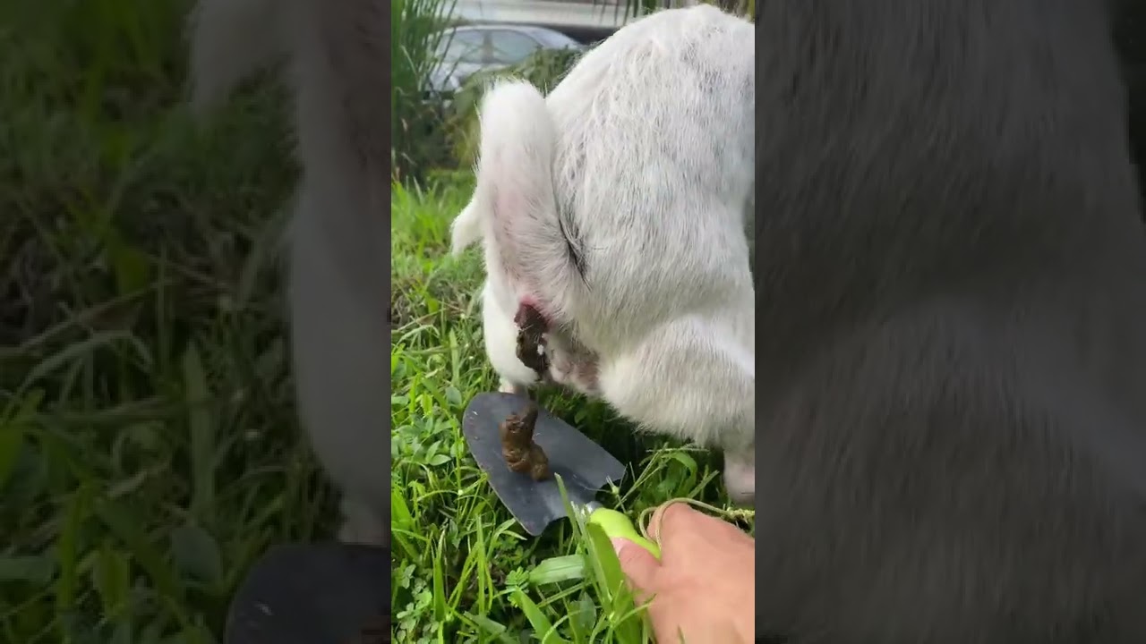 Do you collect your dog&rsquo;s poo? Many people don&rsquo;t do that #shorts #dog #youtube  #animal