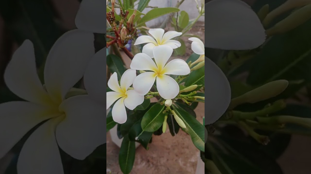 Beautiful Deva Ganneru flower's harvesting in my terrace garden 😍 I love nature ❤️😍❤️