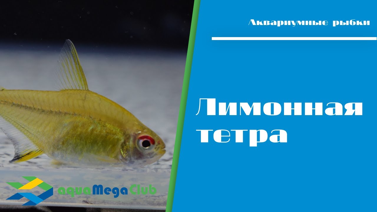 Лимонная тетра (Hyphessobrycon pulchripinnis, Lemon tetra) для природного и нано-аквариума