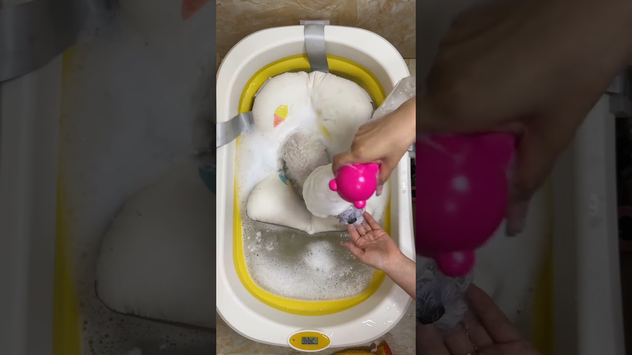#Cute pets #Pet bathing and grooming #Pet bathing #Bichon#Frise #Dogs