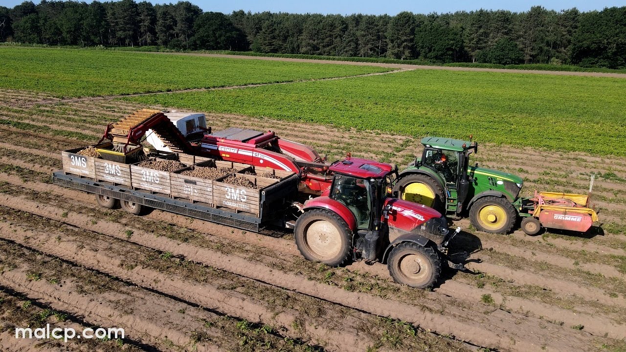 4k Harvest 2023 - Three Musketeers (3Ms) potato harvesting in Wantisden. Grimme, JD and Case kit.
