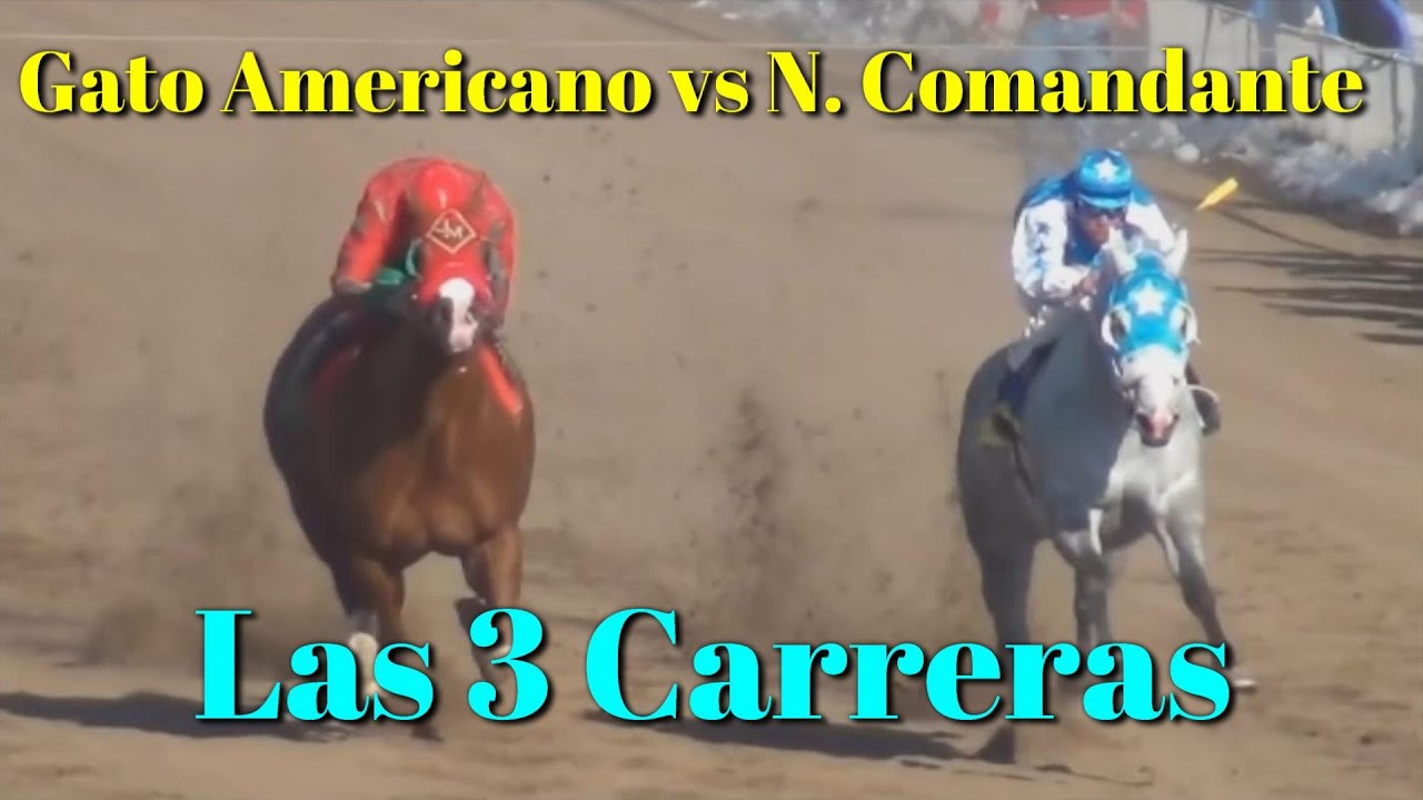 NUEVO COMANDANTE VS GATO AMERICANO