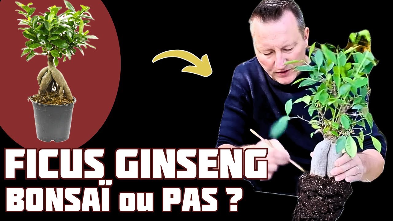 ЧТО ДЕЛАТЬ с фикусом женьшень? 🌱 НЕДЖИКАН БОНСАЙ 🌱