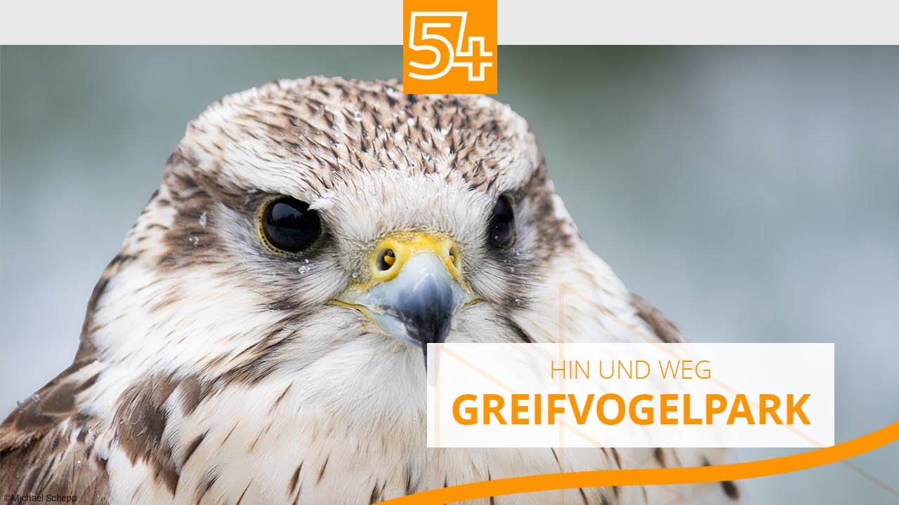 Hin & Weg: Greifvogelpark Saarburg im Winter