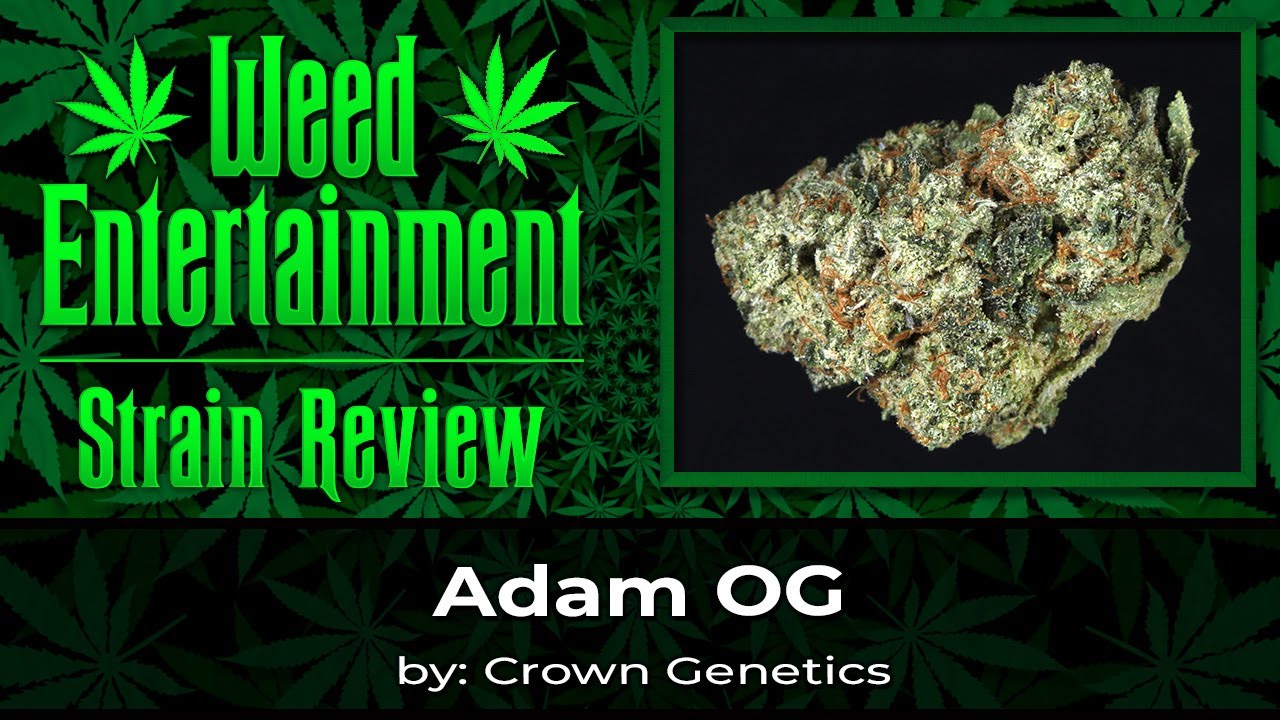 Adam OG by Crown Genetics - Review - August 2024